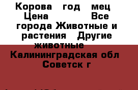 Корова 1 год 4 мец › Цена ­ 27 000 - Все города Животные и растения » Другие животные   . Калининградская обл.,Советск г.